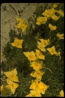 Oenothera sp.