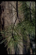 Pinus ponderosa ssp. ponderosa