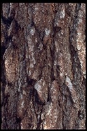 Pinus ponderosa ssp. ponderosa