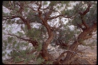 New Mexico pinon pine