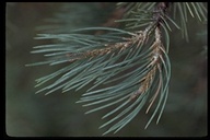Pinus monophylla ssp. fallax