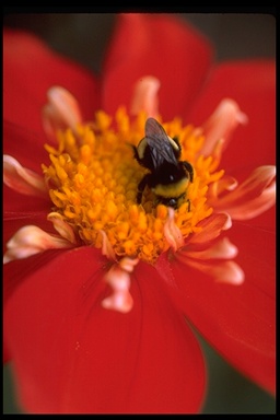 Bombus sp. Bombus sp.