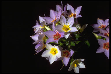 Exacum divaricatum ssp. latifolium