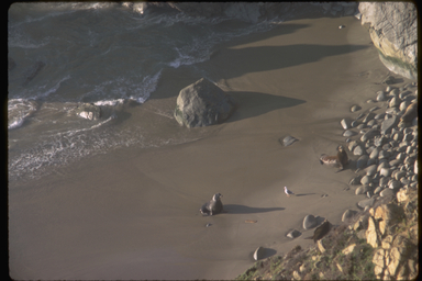 Sea Lions on the beach, GGNRA, Marin County, CA
