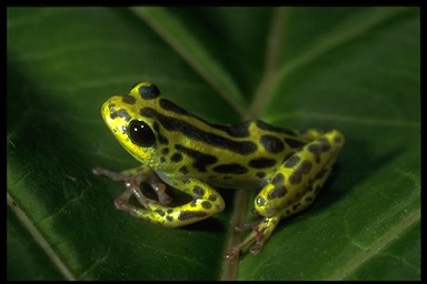 Hyperolius viridiflavus variabilis Hyperolius viridiflavus variabilis
