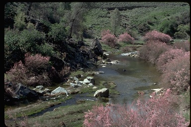 Tamarisk along Cache Creek