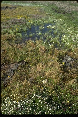 Meadowfoam in vernal pool on volcanic soil