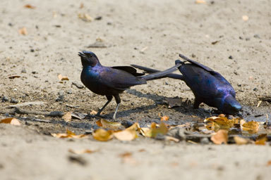 Lamprotornis mevesii Lamprotornis mevesii