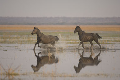 Equus caballus Equus caballus
