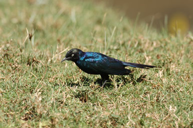 Lamprotornis purpuroptera Lamprotornis purpuroptera