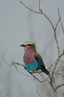 Coracias caudatus Coracias caudatus