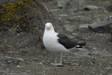 Larus dominicanus Larus dominicanus