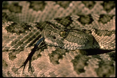 David M. Green © California Academy of Sciences.