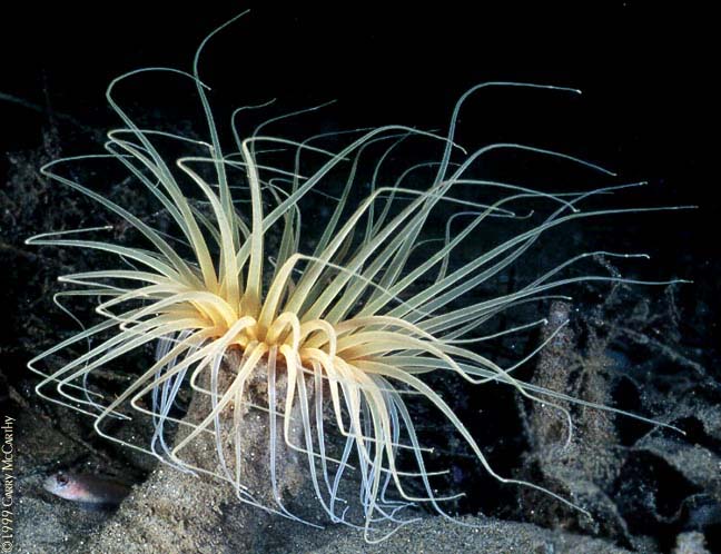Pachycerianthus fimbriatus Pachycerianthus fimbriatus