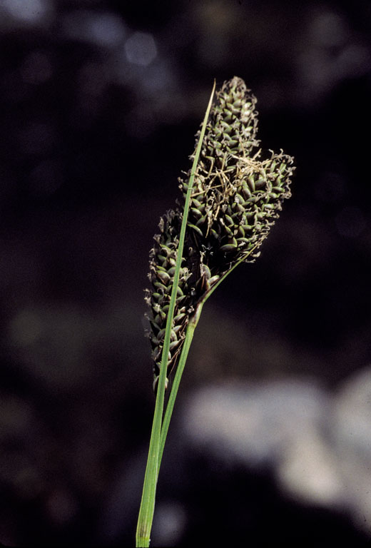 Carex heteroneura