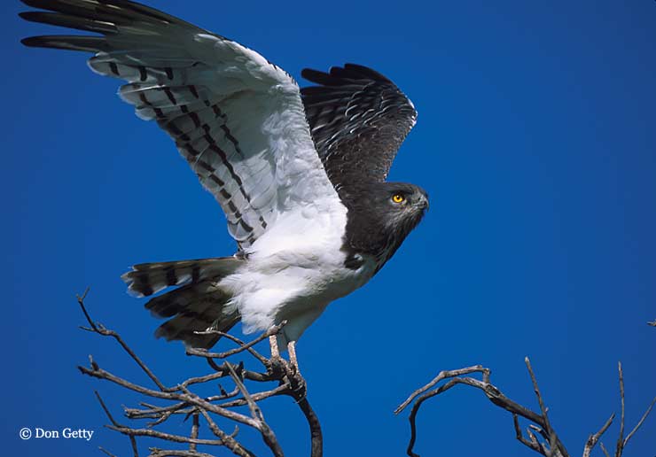 Circaetus pectoralis