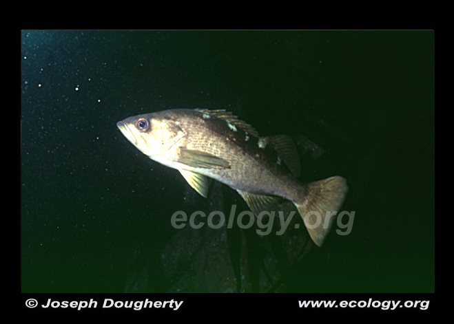 Sebastes flavidus Sebastes flavidus