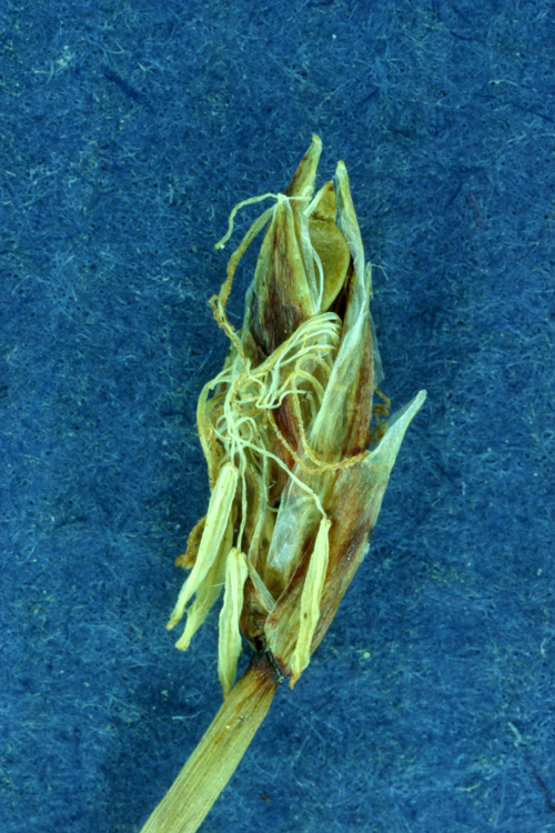 Eleocharis pauciflora