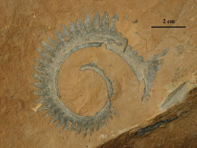 Helicoprion nevadensis