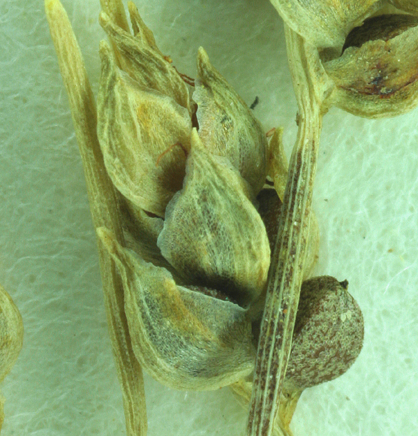 Isolepis carinata