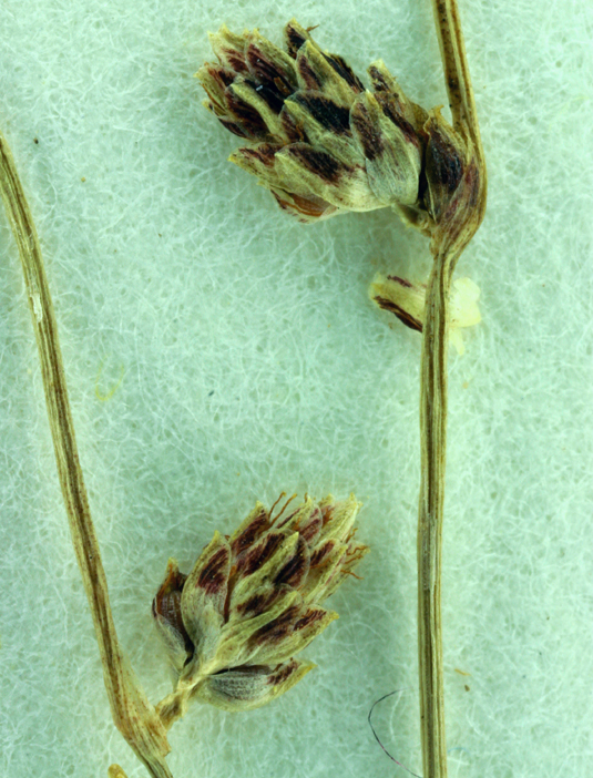 Isolepis setacea