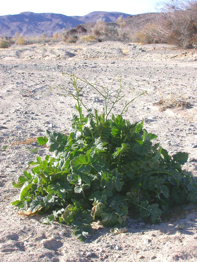 Brassica tournefortii