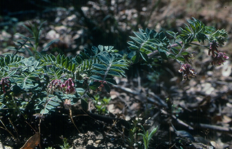 Hosackia stipularis var. stipularis