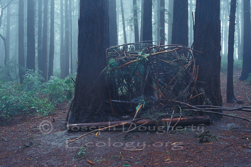 Makeshift lean-to in a rainy Redwood Regional Park.