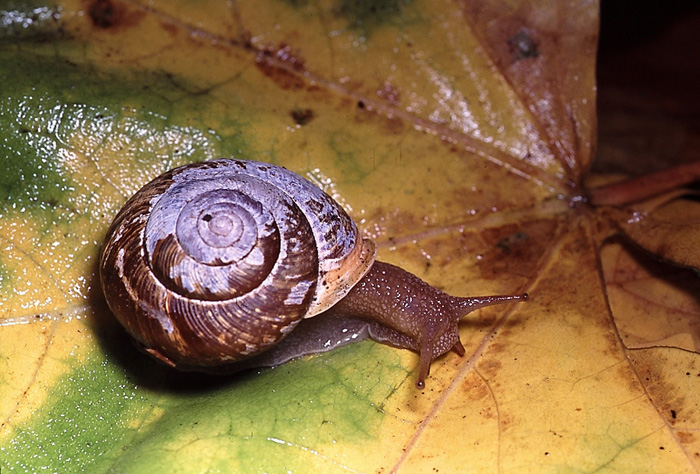 Allogona townsendiana