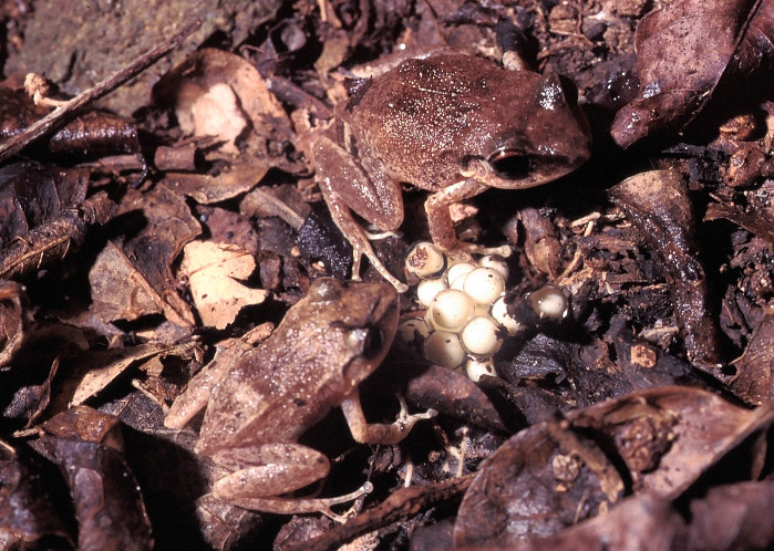 Eleutherodactylus antillensis Eleutherodactylus antillensis