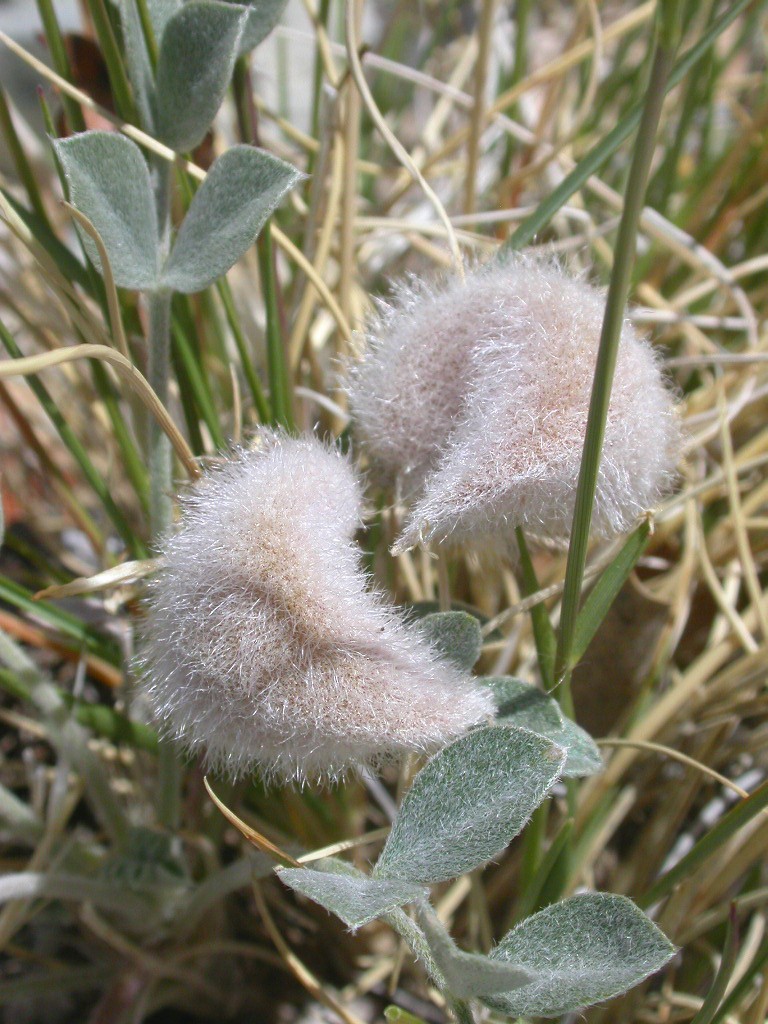 Astragalus newberryi var. newberryi