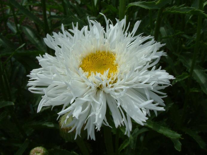 Chrysanthemum superba