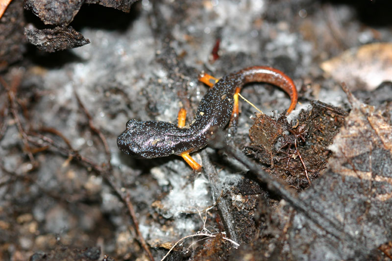 Ensatina eschscholtzii xanthoptica Ensatina eschscholtzii xanthoptica