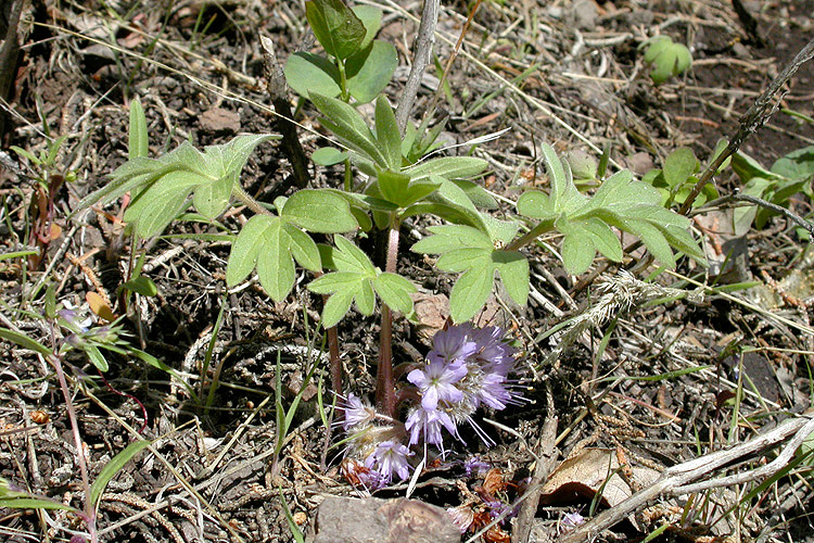 Hydrophyllum capitatum var. alpinum