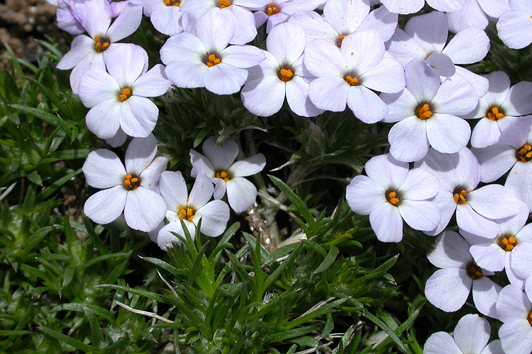 Phlox diffusa ssp. longistylis