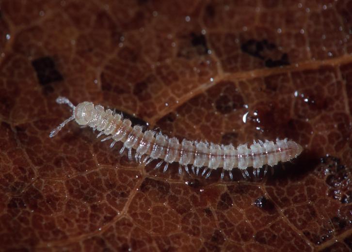 Retrorsia leonardi Retrorsia leonardi