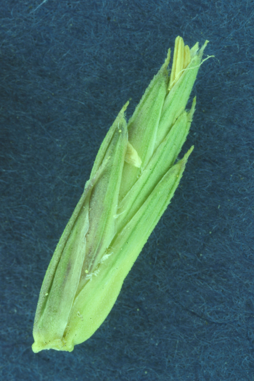 Agropyron cristatum ssp. pectinatum