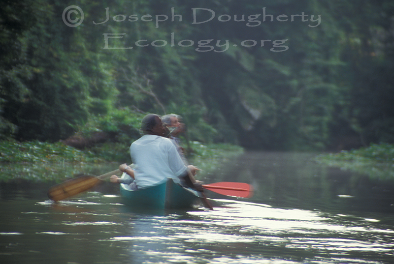 Dawn birdwatching from dugout canoe along rainforest river in Tortuguero.