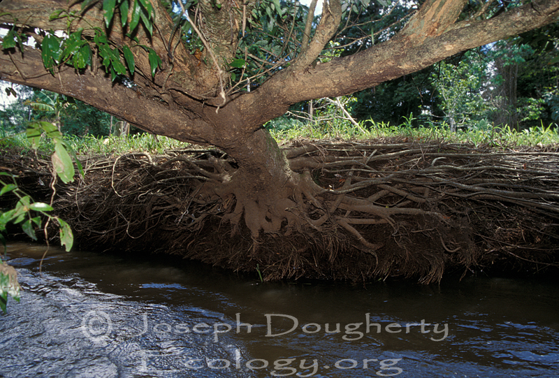 Rainforest tree at river's edge, demonstrating how root system holds back erosion of the bank.