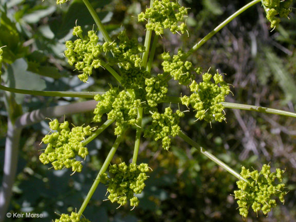 Lomatium californicum