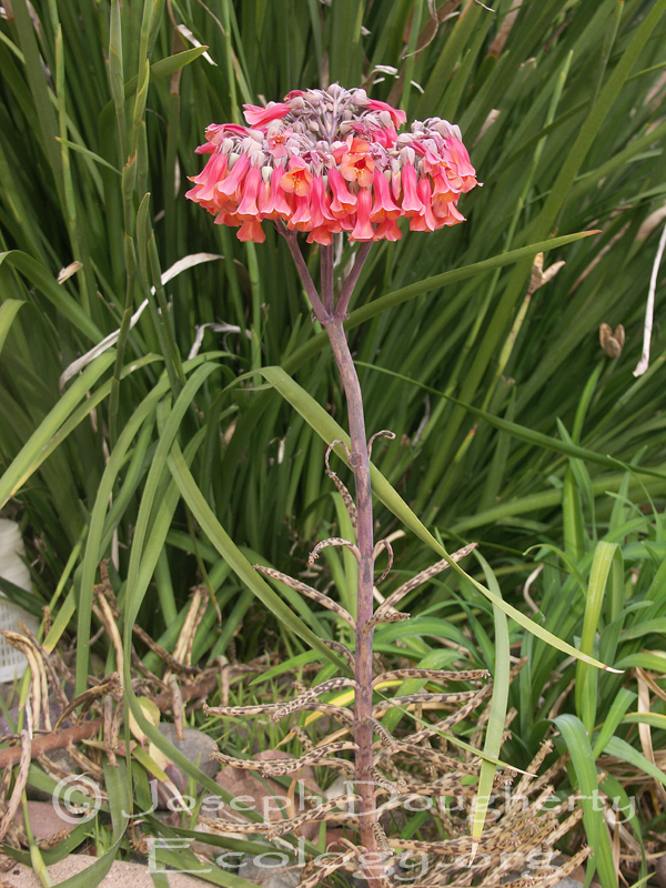 Bryophyllum daigremontianum
