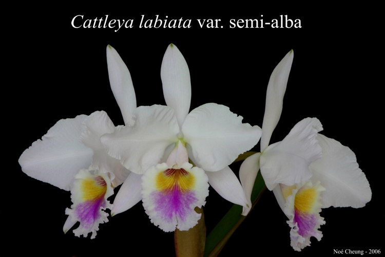 Cattleya labiata var. semi-alba