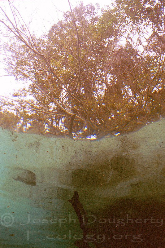 Looking up at cypress trees and mangroves from underwater in a fresh water spring.