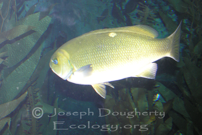 Girella nigricans Girella nigricans