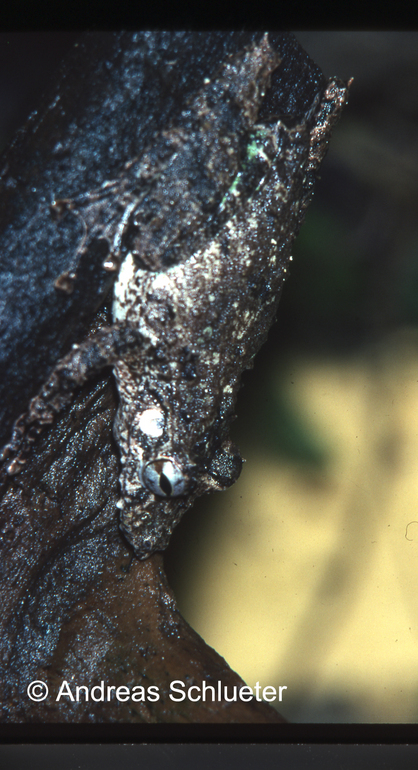 Scinax garbei Scinax garbei