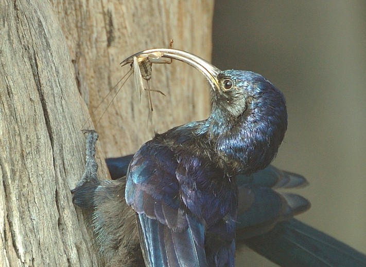 Rhinopomastus cyanomelas Rhinopomastus cyanomelas