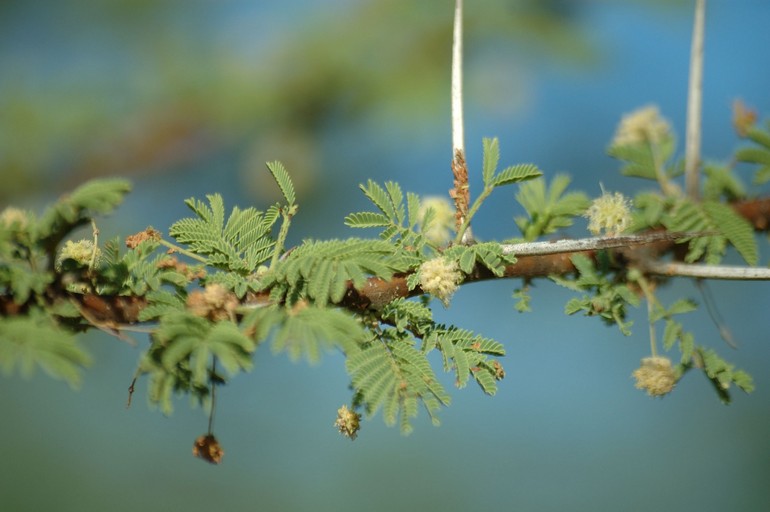 Vachellia tortilis