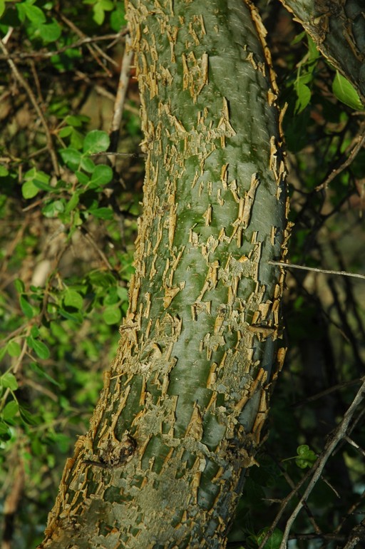 Commiphora pyracanthoides