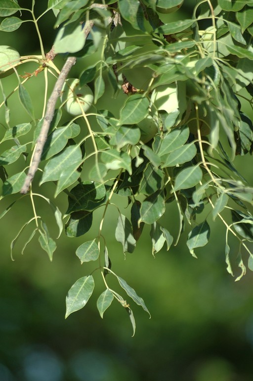 Sclerocarya birrea ssp. caffra