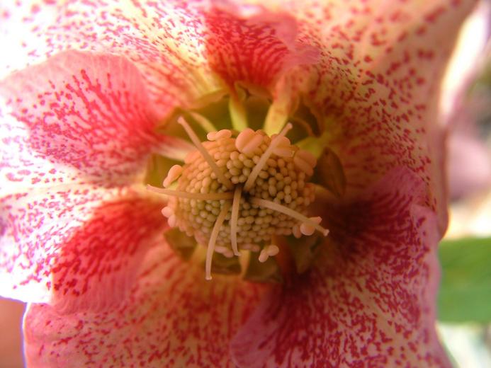 Helleborus orientalis